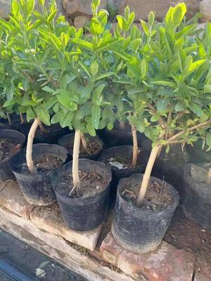 1公分四季树型巨花一号金银花苗