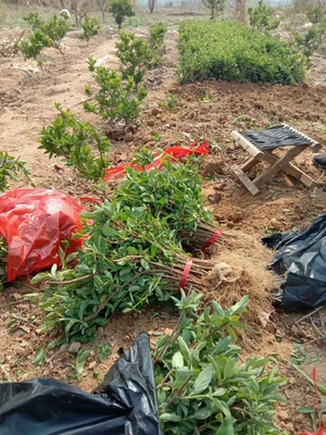 一年金银花小苗