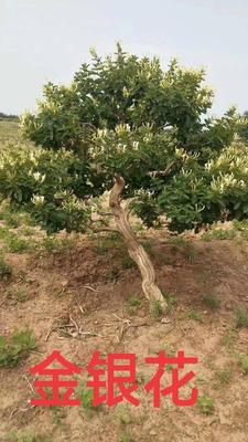 八公分金银花树批发