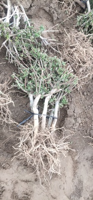 两公分金银花苗 巨花一号四季树型金银花
